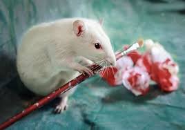 что должно быть на новогоднем столе в год крысы Animals Rescued From Labs Become Magic Models In Alice In Wonderland Photoshoot Animals Pet Mice Cute Rats