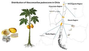Image result for Vasconcellea pubescens