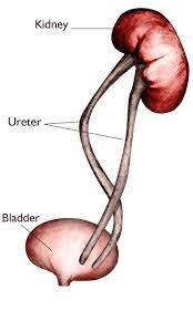 Duplicated Kidney Children S Health Orange County