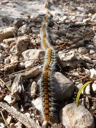 La chenille processionnaire du pin est la larve d'un papillon de nuit. Lutter Contre La Chenille Processionnaire Guillebert