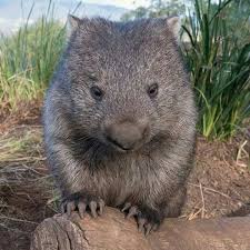 Max The Wombat A Tasmanian Cutie Great Wine Here Cute Wombat Australian Animals Australian Mammals