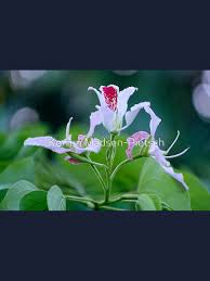 Image result for Bauhinia monandra