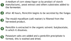 How To Make Penicillin Quora