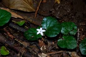 Image result for Geophila repens