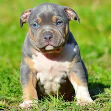 Favorite this post jun 23 rehoming puppies Pitbull Chiot Puppy Puppies American Bully Xl Xxl Bully Pitbull A Vendre For Sale France Belgique Pitbull Puppies Puppies Pitbulls