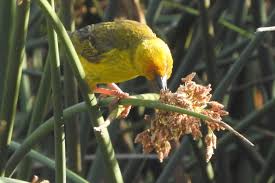 Image result for Scleria schimperiana