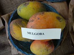 Pin On Mango Varieties