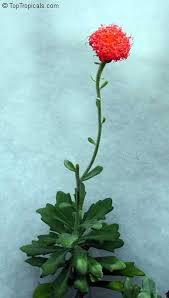 Image result for Kleinia fulgens