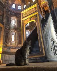 Gli Has Been The Protector Of Hagiasophia Since 2004 Nothing Can Escape Her Sight When She S On Duty Kaynak Instagram Holiday In Turkey 2020 Kedi Turkiye