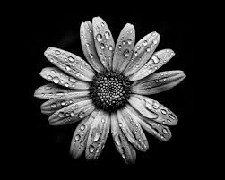 See more ideas about black and white flowers, black and white, flowers. Black And White Flowers 16 The Learning Curve Photography Photography Flowers Plants Trees Flowers Other Flowers Artpal