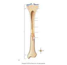 Click the bone below for the answers. Labeling Parts Of A Long Bone Ch 11 A P1 Diagram Quizlet