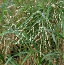 Image result for Panicum coloratum
