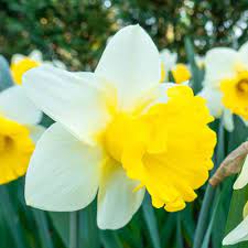 Goblet Daffodil 5 Per Package Daffodils Daffodil Flower Flowers For Sale