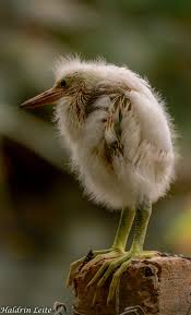 Bird With Long Legs And Long Beak Egret Egret Large Fish Eating Wading Bird With Long Legs Pet Birds Animals Beautiful Animals