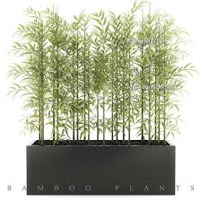 Bamboo 3dsmax 3dmodel Dowload A Species Of Plant Growing In Asia Bamboo Plants Plants Indoor Bamboo