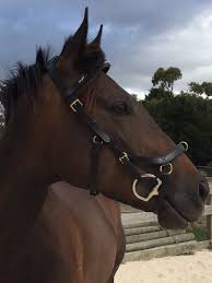 Female vet examining horse mouth. A Slip Of The Tongue Identifiying And Addressing Tongue Issues In Horses Bitbankaustralia