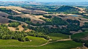 Image result for Forest Green 1991 Sonoma