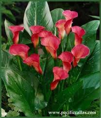 Calla Lily Pink Persuasion Calla Lily Zantedeschia Planting Flowers
