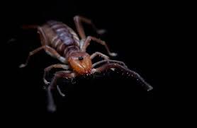 Whether they are starring in horror. Camel Spider Species Profile Buzzsharer Com