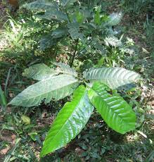 Image result for Oxyanthus latifolius