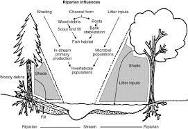 The key distinguishing characteristic of a riparian area is its hydrology or how both surface and groundwater are delivered to, routed through and absorbed by the area. Riparian Zone An Overview Sciencedirect Topics