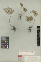 Image result for Cheilanthes schimperi