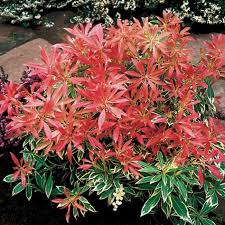 This list of new 2020 shrubs has something for every garden. 40 Plants For Sun In Morning And Shade In Afternoon Ideas Plants Perennials Planting Flowers