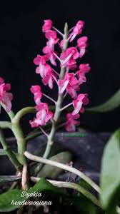 Image result for Satyrium crassicaule