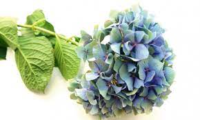 Hydrangea Flower Meaning In Hindi Best Flower Wallpaper
