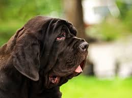 Black ears and snout with black down her spine to her. Picture Dogs English Mastiff Black Snout Animal 1600x1200