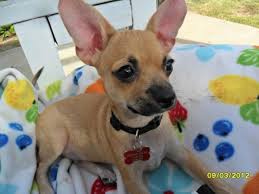 Sammy Chug Eddie Chi Weenie Puppies Male Available Chihuahua Love Doggy Weenie