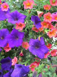 See some of our favorites for color through the seasons. Perennials Are The Plants That Come Back Every Year Unless They Don T The Art Of Practice