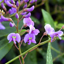 Image result for Hardenbergia comptoniana