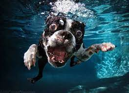 Funny Underwater Dogs Wallpapers Cool Hq Wallpapers Free Wallpapers Free Hq Wallpaper Hd Wallpaper Pc Underwater Dogs Boston Terrier Dog Dog Photos