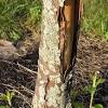 Fall, beans, cinnamon, tree bark, real war hair. 1