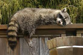 Pin By Lms On Cute Animals Sleeping Animals Baby Animals Raccoon