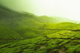 Growing organic vegetables in the field. Tea Gardens Munnar Kerala India Pictures Download Free Images On Unsplash