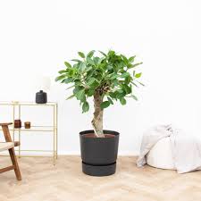 Image result for Ficus bubu