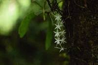Image result for Habenaria tentaculigera