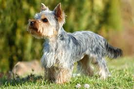 Image result for white yorkshire terrier