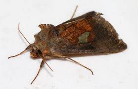 Image result for Autographa bractea