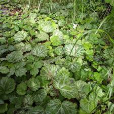 Image result for Galiniera saxifraga