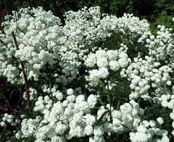 Vitpytta Eterneller Achillea Ptarmica The Pearl Perennials English Garden Perennial Garden