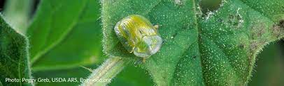 I've only seen tortoise beetles on morning glory, which, in my opinion, is poetic justice. Holes In Leaves Of Morning Glory And Sweet Potato Vines Melinda Myers