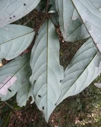 Image result for Polyceratocarpus