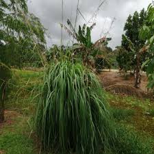 Image result for Cymbopogon nardus