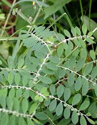 Image result for Phyllanthus boehmii