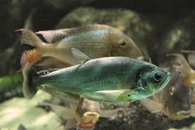 Pin On Fish And Other Marine Creatures