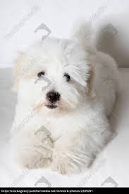 Pure Coton De Tulear Puppy Stock Photo 2205091 Panthermedia Stock Agency