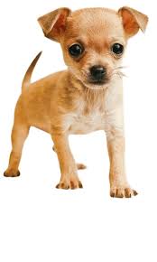 How big will my chihuahua puppy get calculator. Teacup Chihuahua Training Temperament More